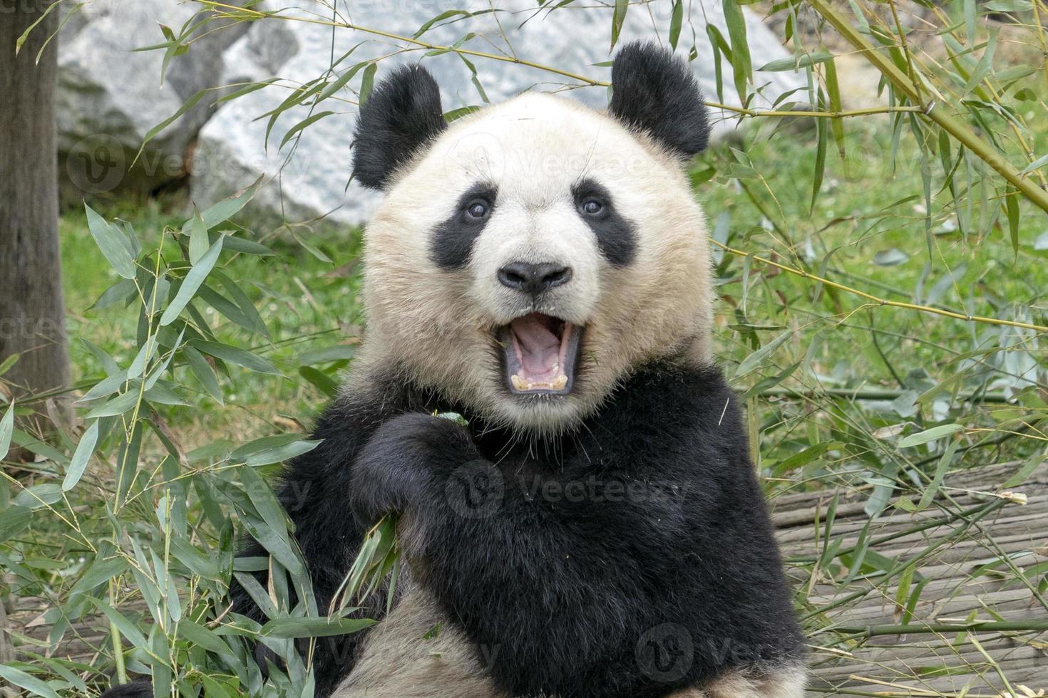 giant panda while eating bamboo photo