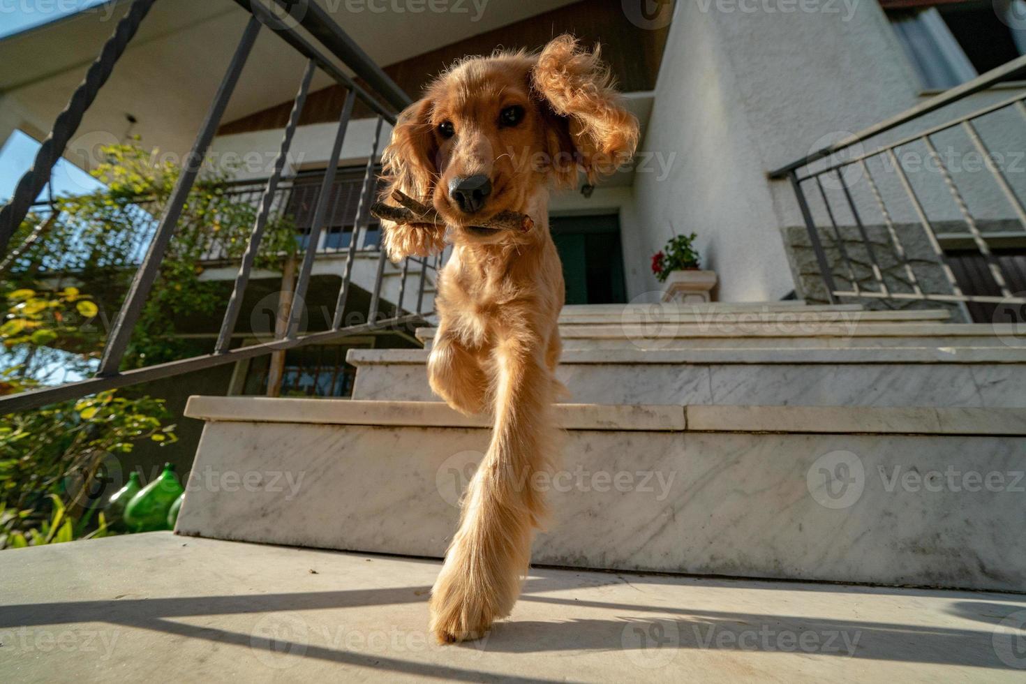 Cachorro de perro cocker spaniel retrato bajando de la escalera foto