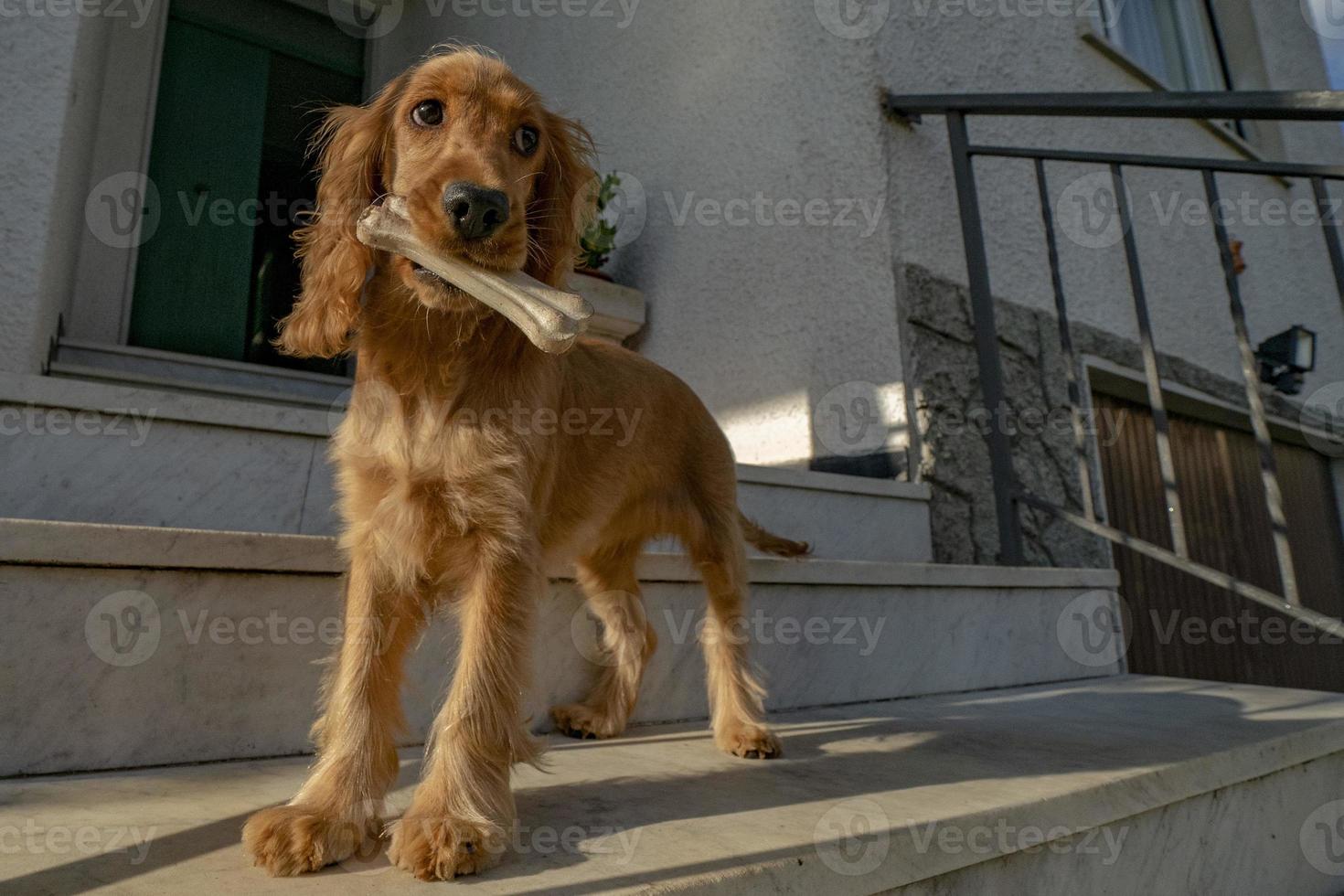 puppy dog cocker spaniel portrait looking at you in the courtyard with a bone in mouth photo