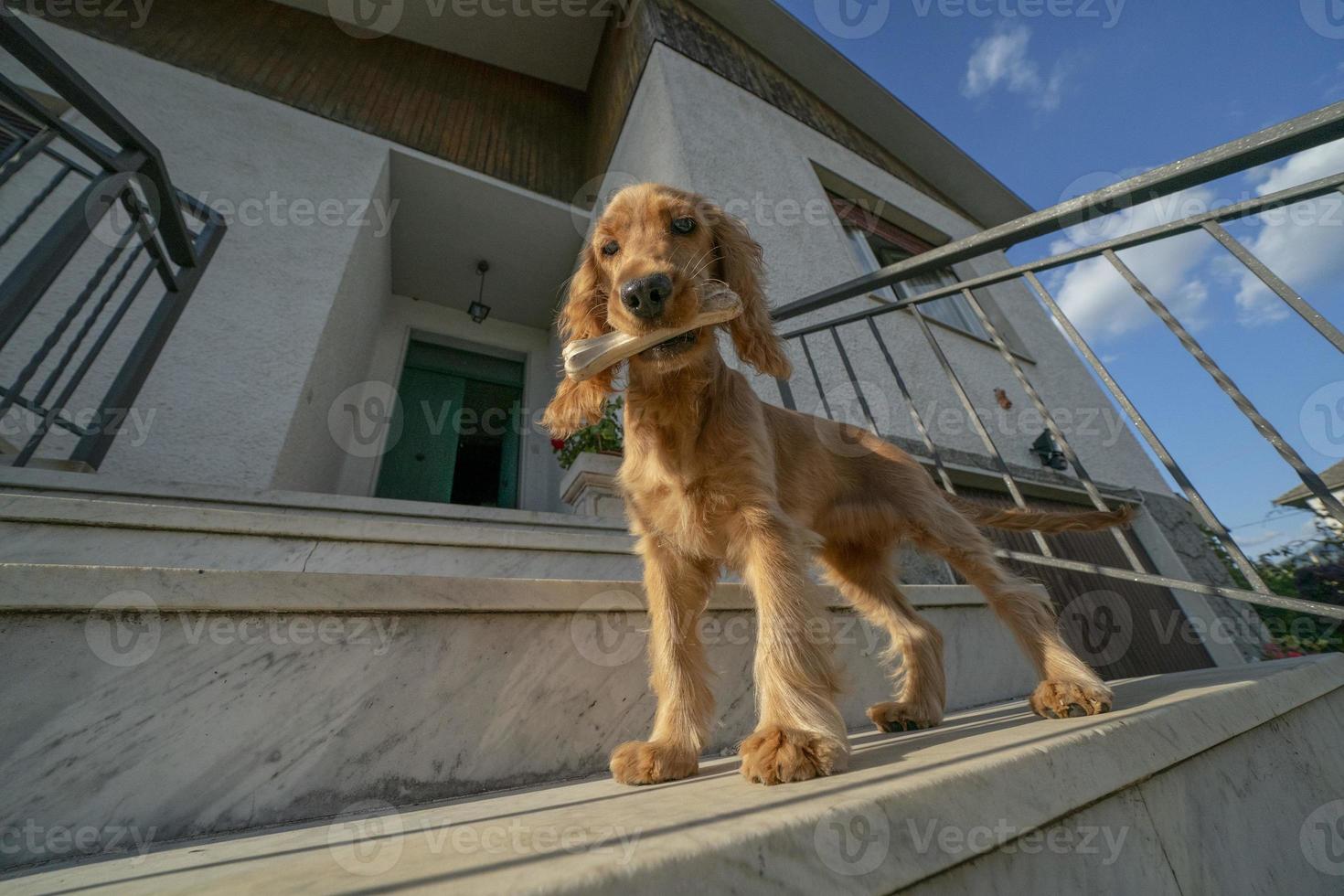 puppy dog cocker spaniel portrait looking at you in the courtyard with a bone in mouth photo