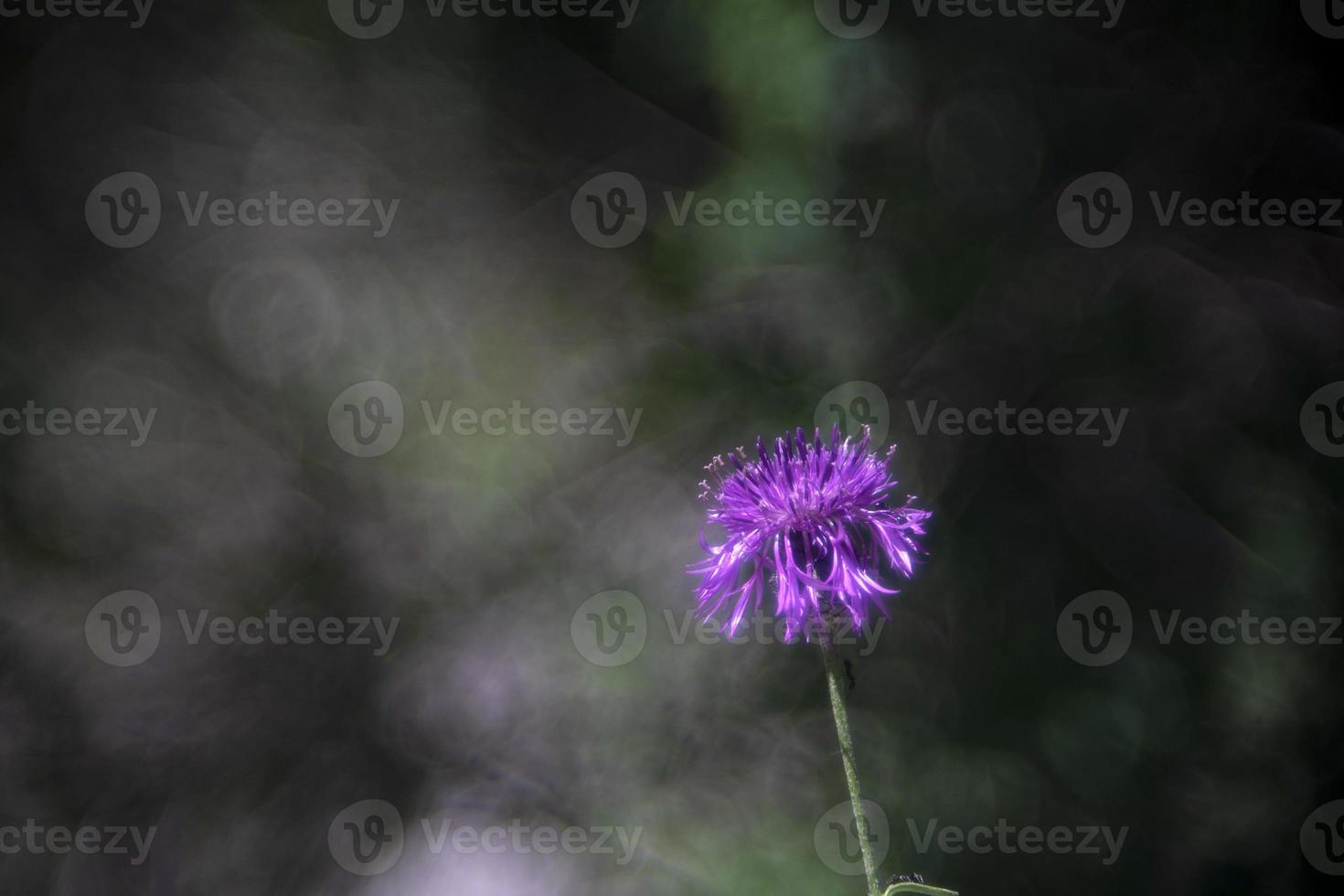 flower isolated on bubble bokeh photo