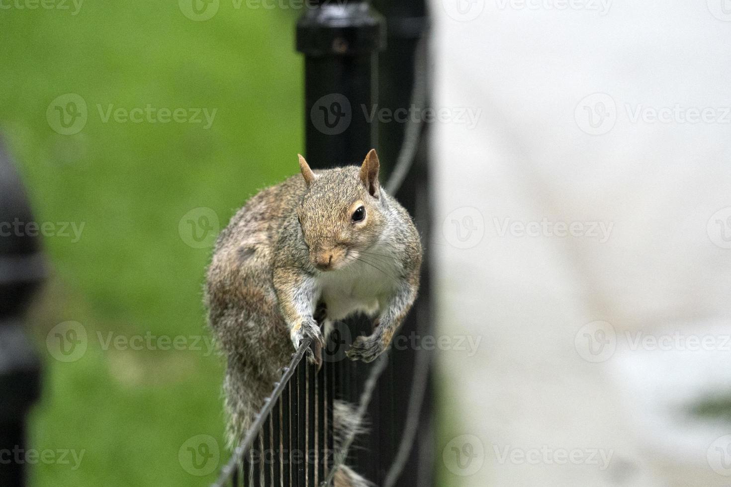 central parkgrey squirrel on the green portrait look at you photo