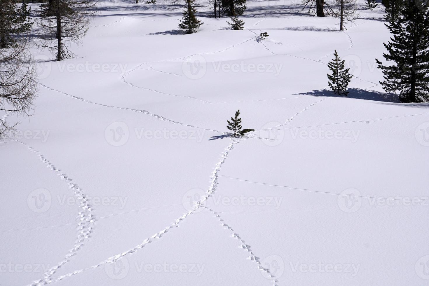 tracks of animals trails on white snow photo