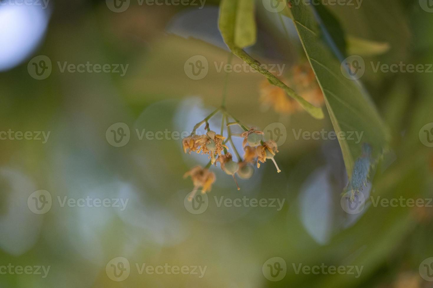 flor y fruta de tilo sobre fondo verde foto