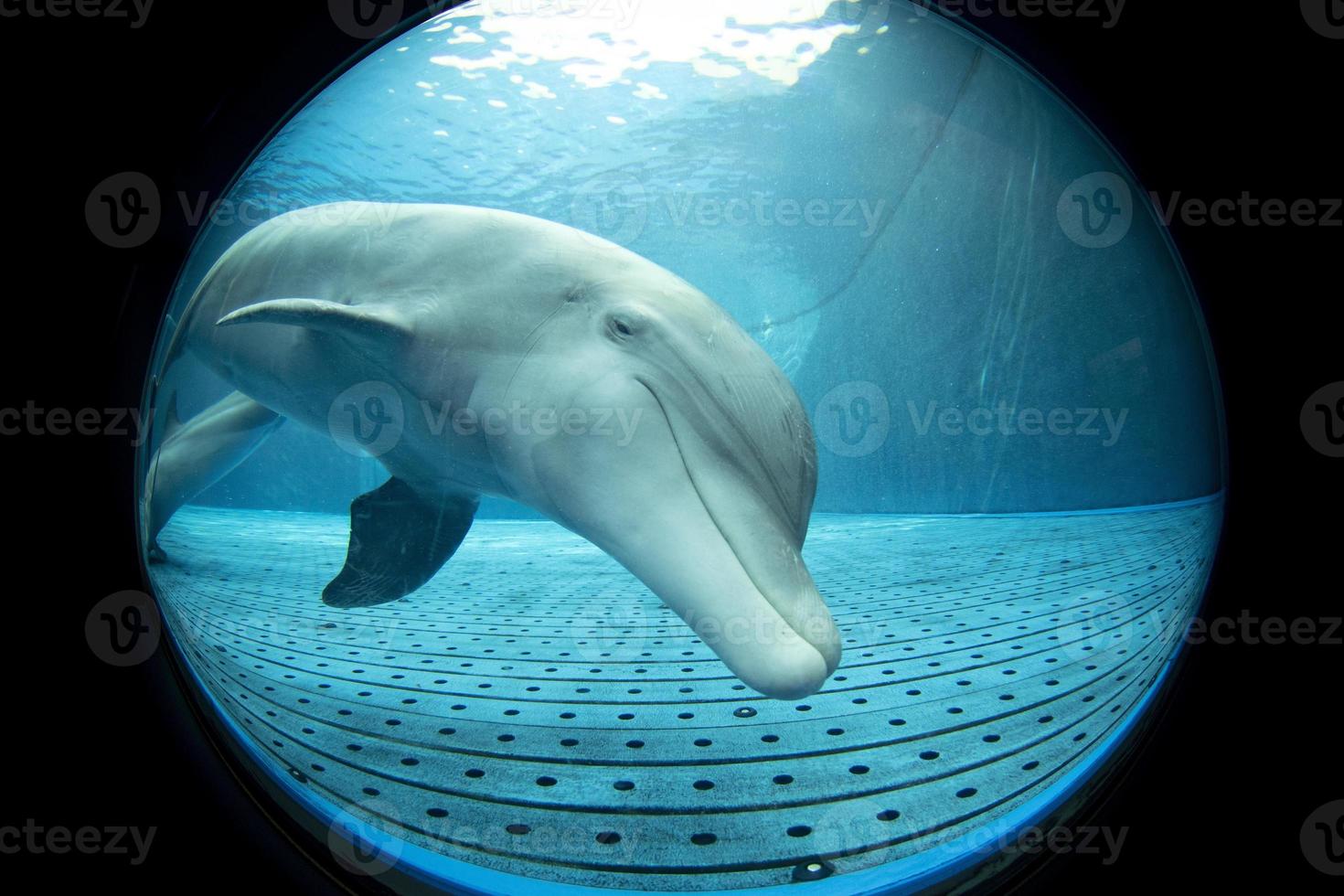 Aquarium dolphin looking at you photo