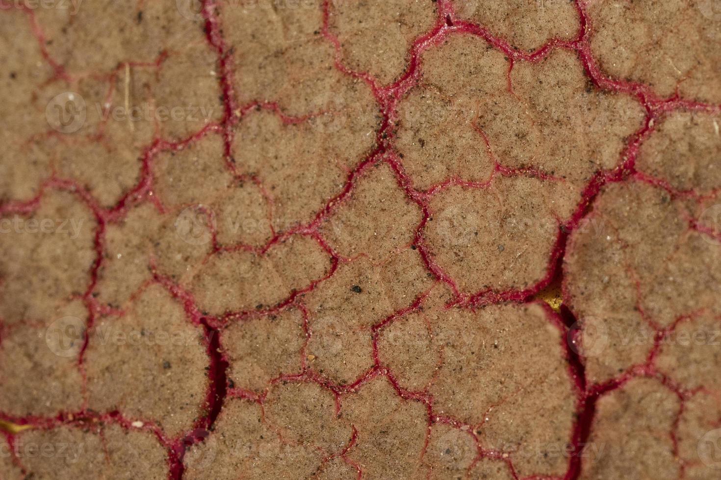 covid19 lung coronavirus virus affected macro photo