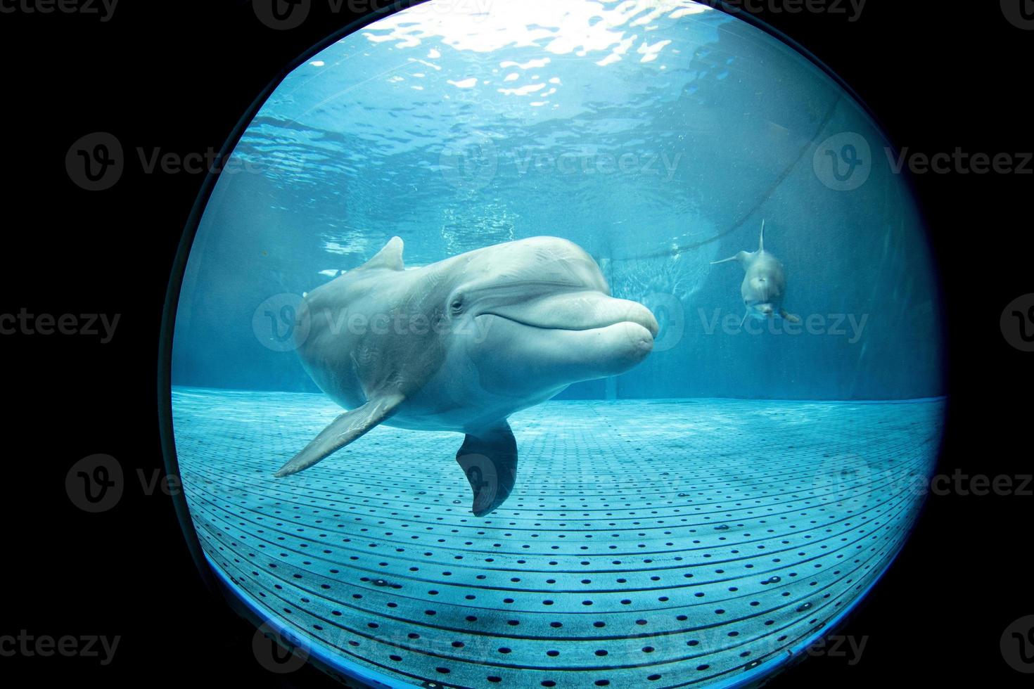 delfín de acuario mirándote foto