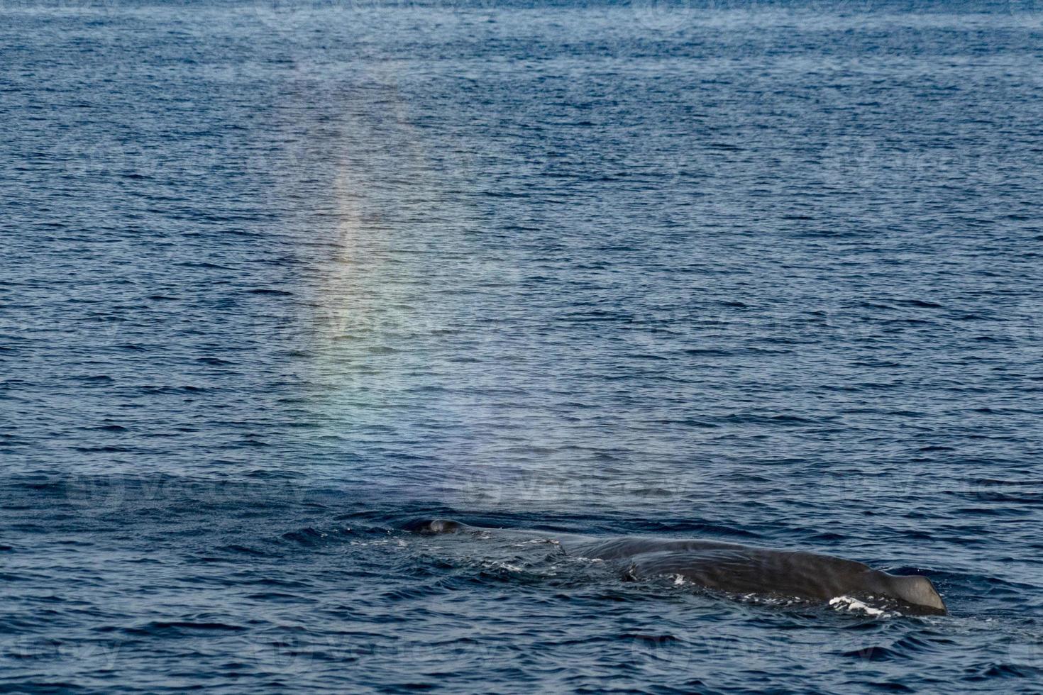 Sperm whale rainbow blow in the mediterranean sea photo