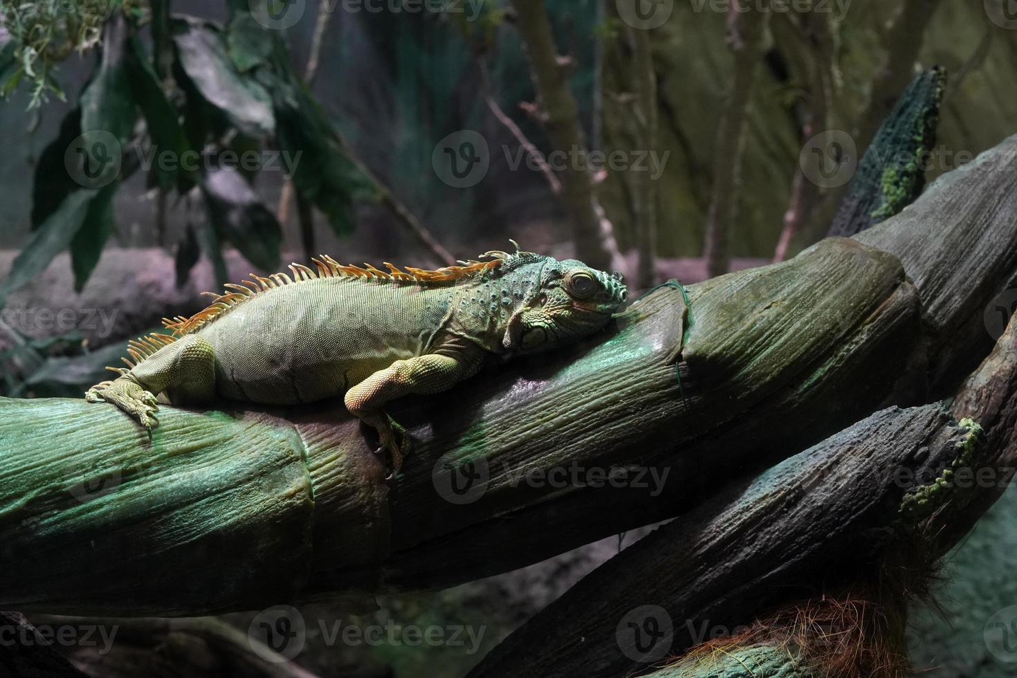 Green Iguana close up portrait on a tree photo