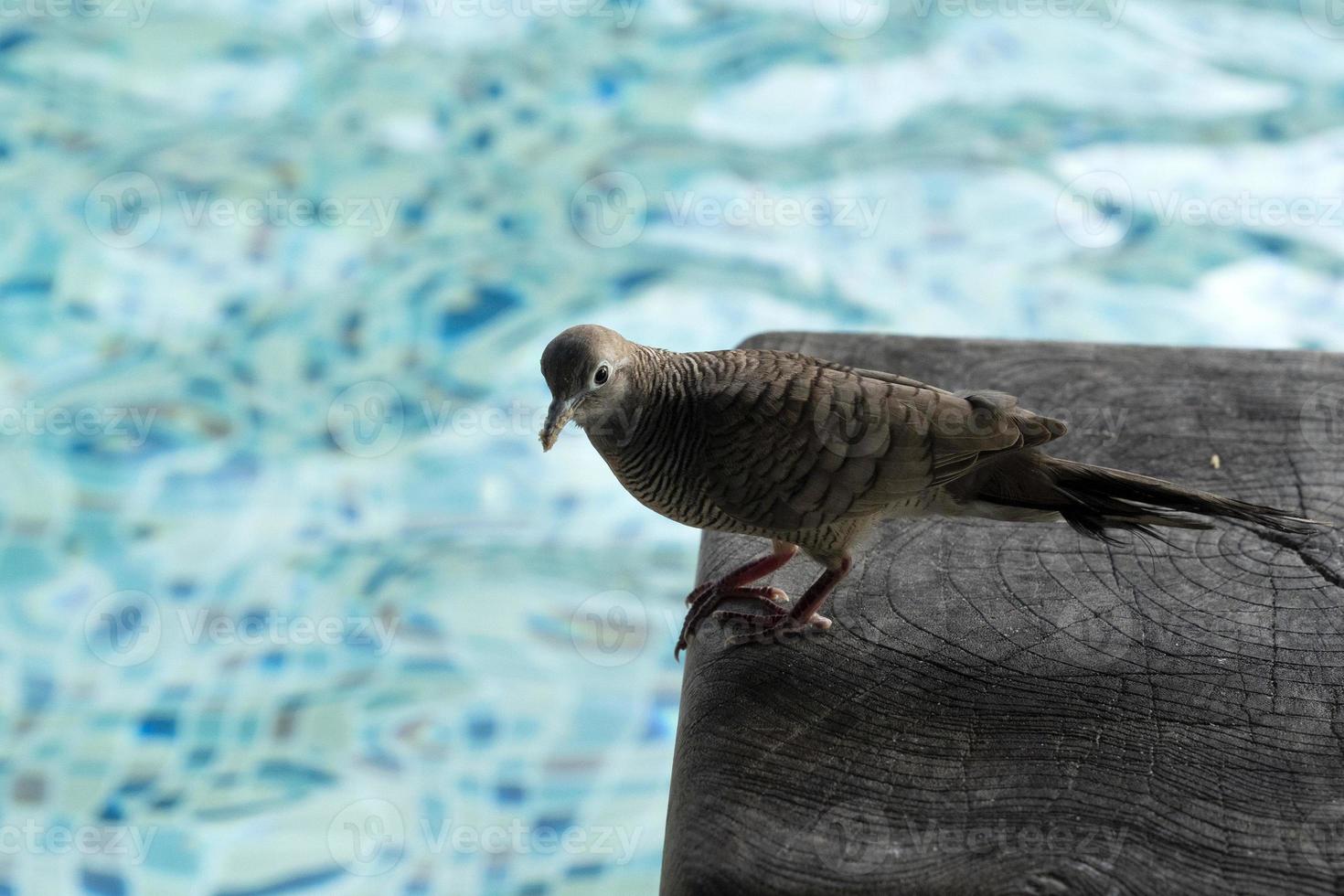 tórtola comiendo galleta en la piscina de seychelles foto