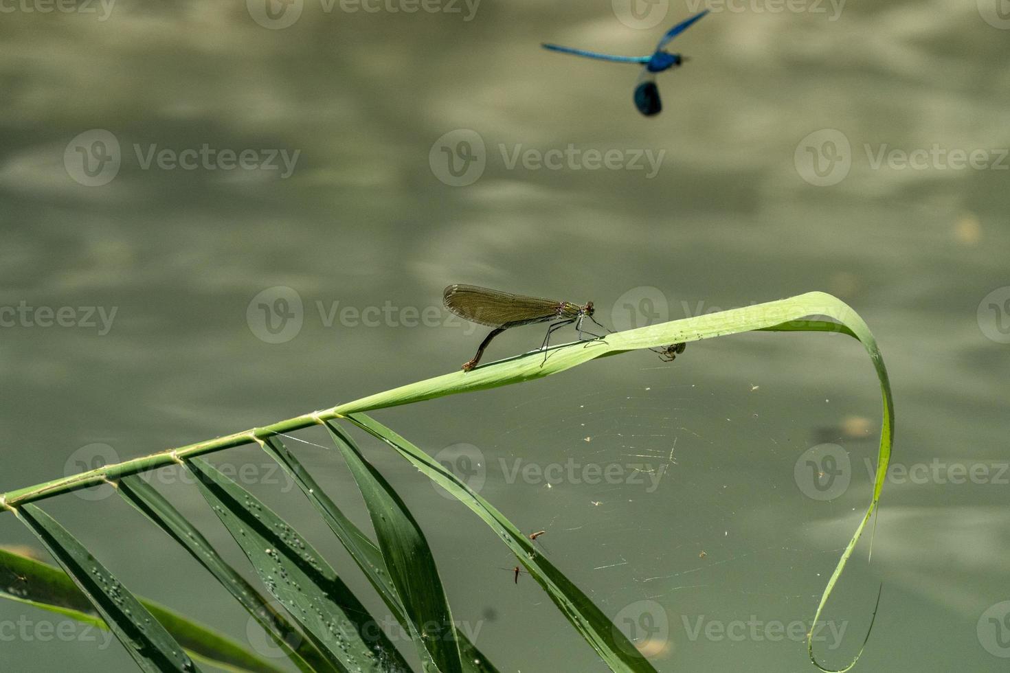 Open wings blue dragonfly macro photo