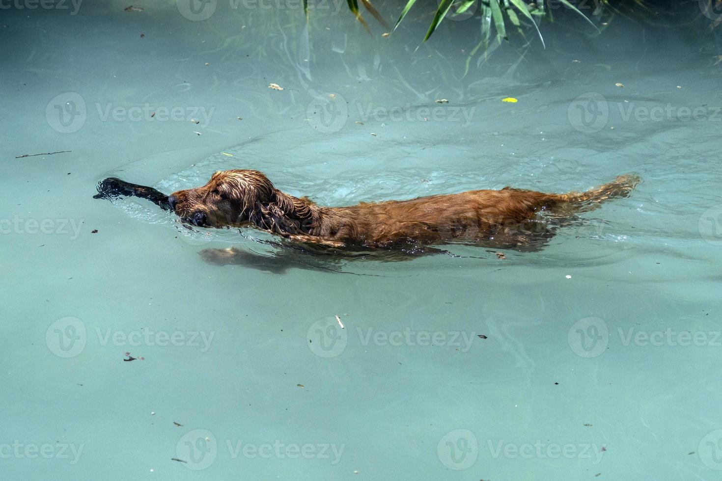 Cachorro cocker spaniel jugando en la playa foto