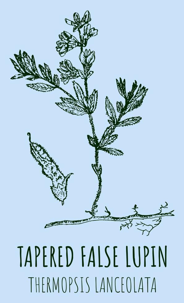 Vector drawings of TAPERED FALSE LUPIN  . Hand drawn illustration. Latin name THERMOPSIS LANCEOLATA.