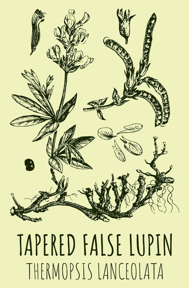 Vector drawings of TAPERED FALSE LUPIN  . Hand drawn illustration. Latin name THERMOPSIS LANCEOLATA.