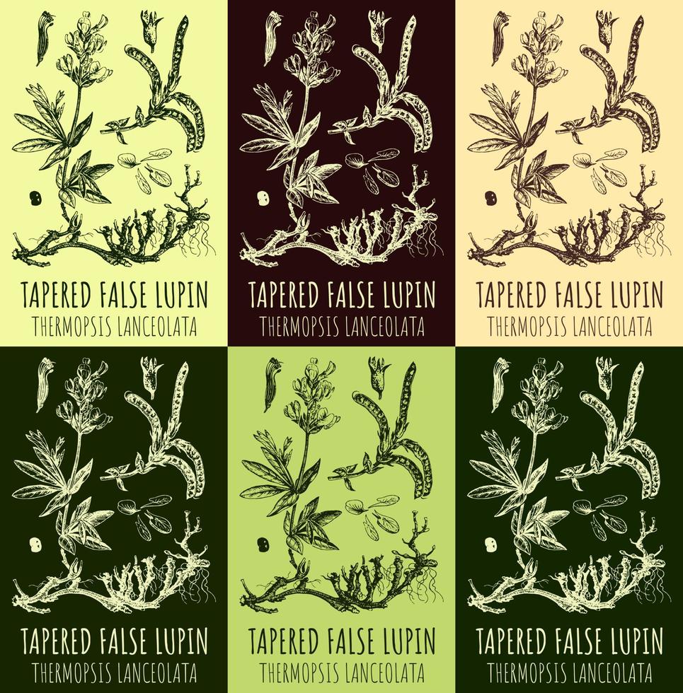 Set of vector drawings TAPERED FALSE LUPIN   in different colors. Hand drawn illustration. Latin name THERMOPSIS LANCEOLATA.