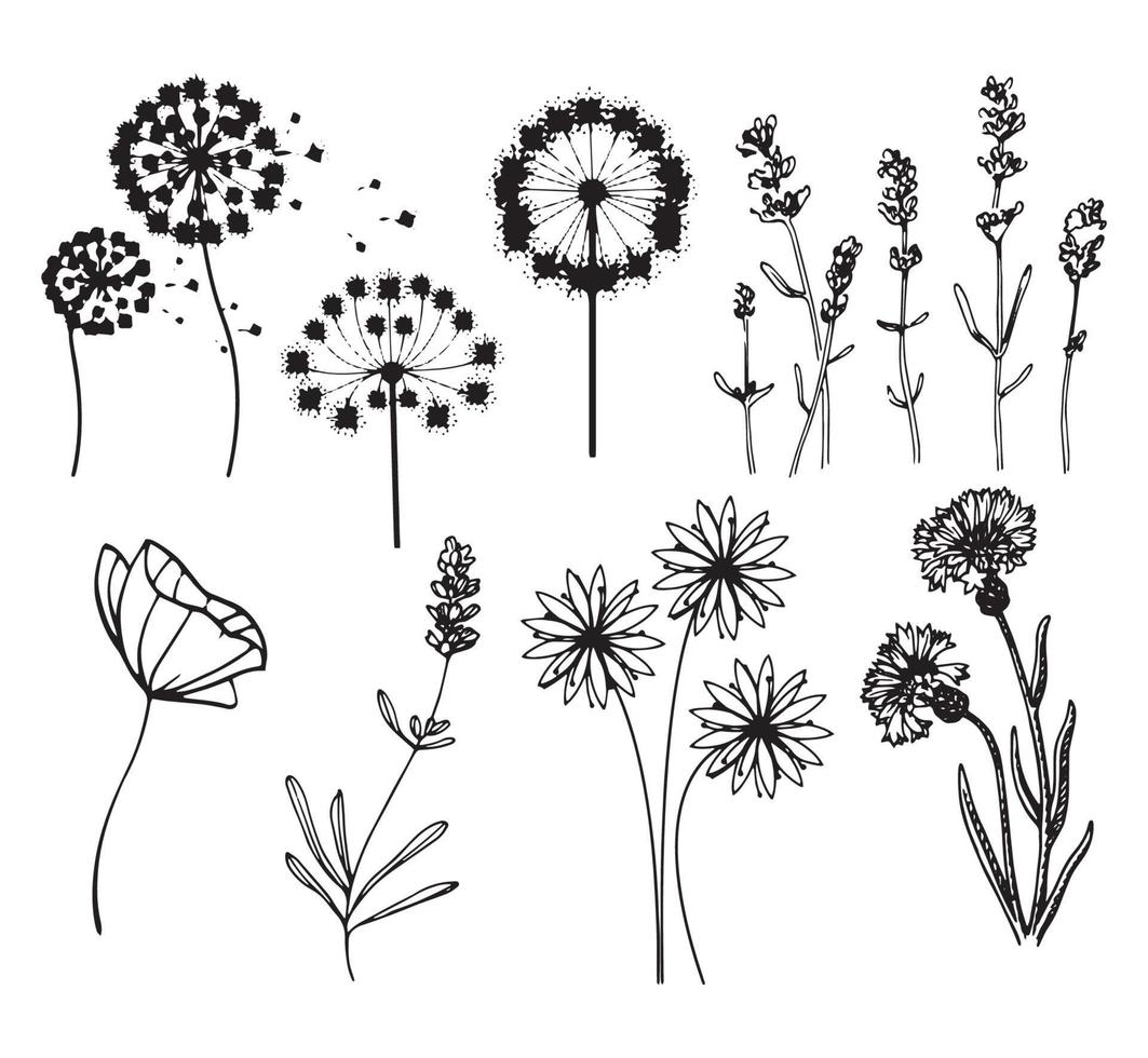 Concept drawing set dandelions vector sketch line drawing flowers plants botany on white background coloring book