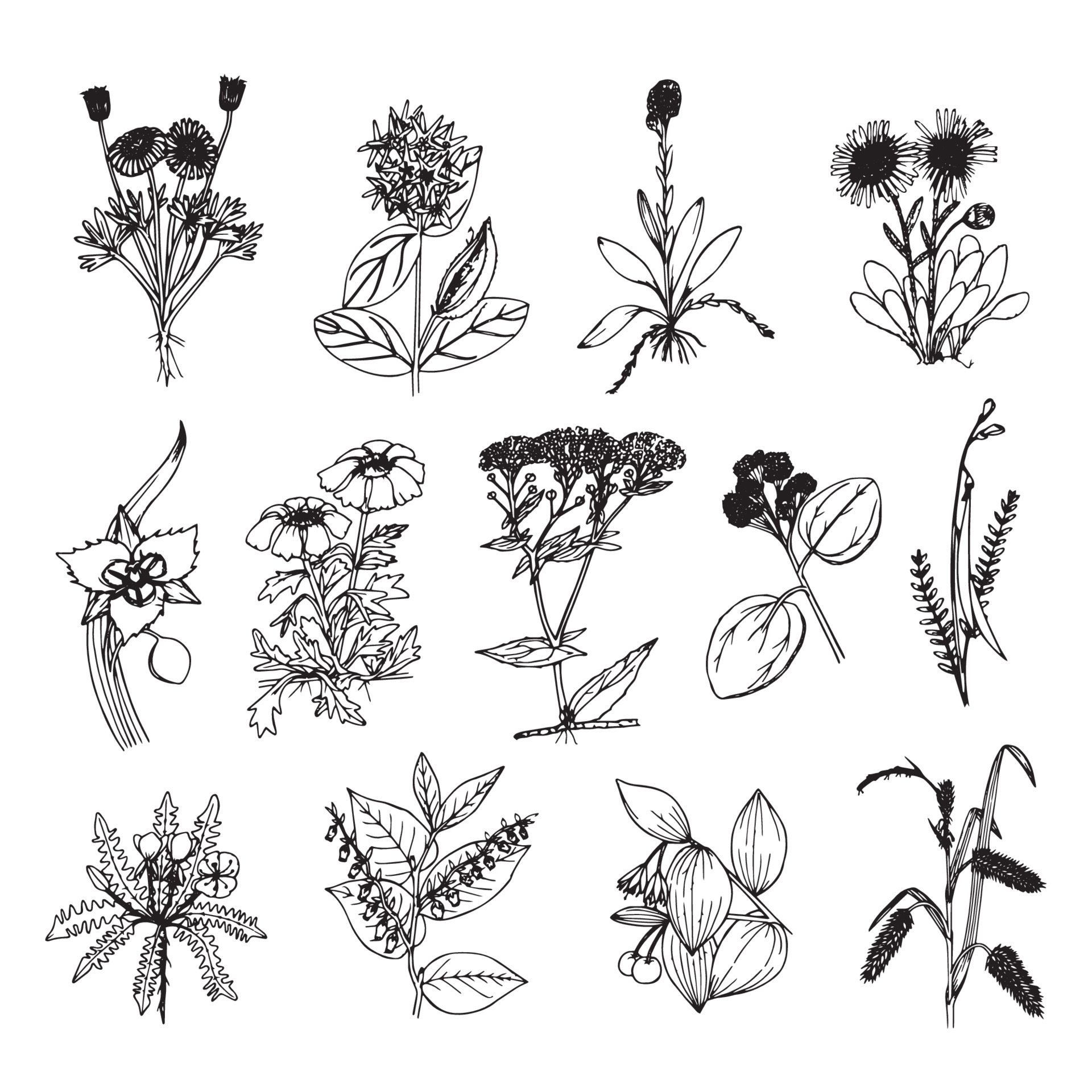 Flowers set doodle sketch outline Floral botany collection flower ...