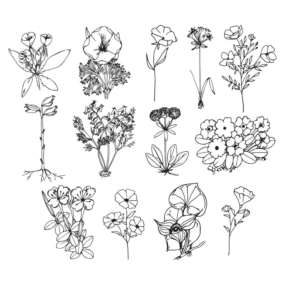 conjunto de contornos de flores gráficos vectoriales dibujo de flores contorno de boceto colección de botánica floral dibujos de flores en blanco y negro con arte lineal aislado en fondo blanco vector