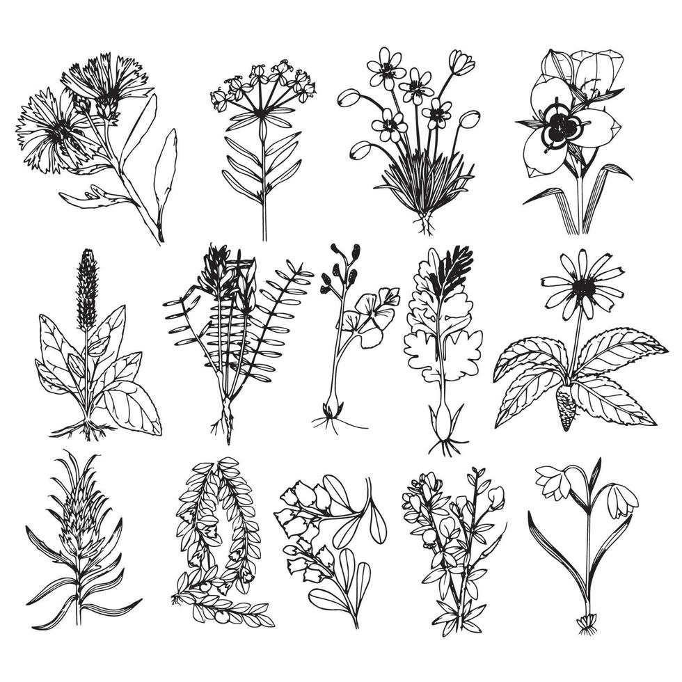Vector graphics Flowers drawing sketch outline Floral botany collection flower drawings Black and white with line art on white background Hand drawn Botanical illustrations