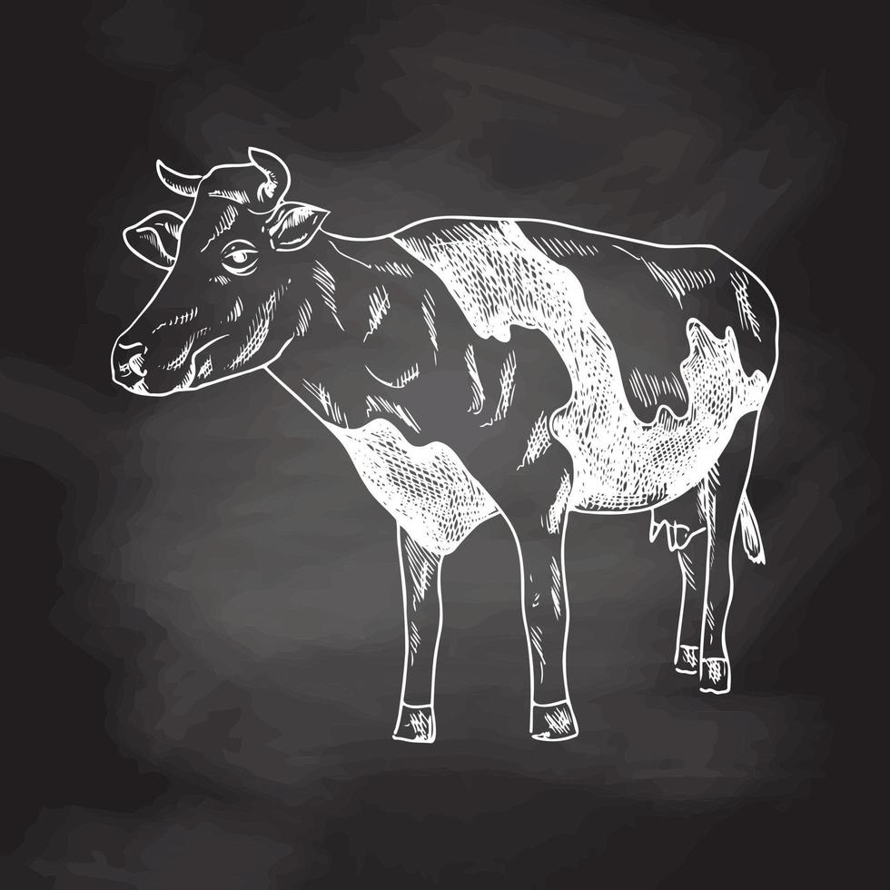 un boceto dibujado a mano de una vaca manchada. ilustración de dibujado a mano de vector de pizarra. antiguo. elemento para el diseño de etiquetas, embalajes y postales.