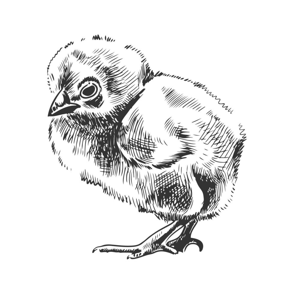 Png baby chick sketch | Premium PNG - rawpixel