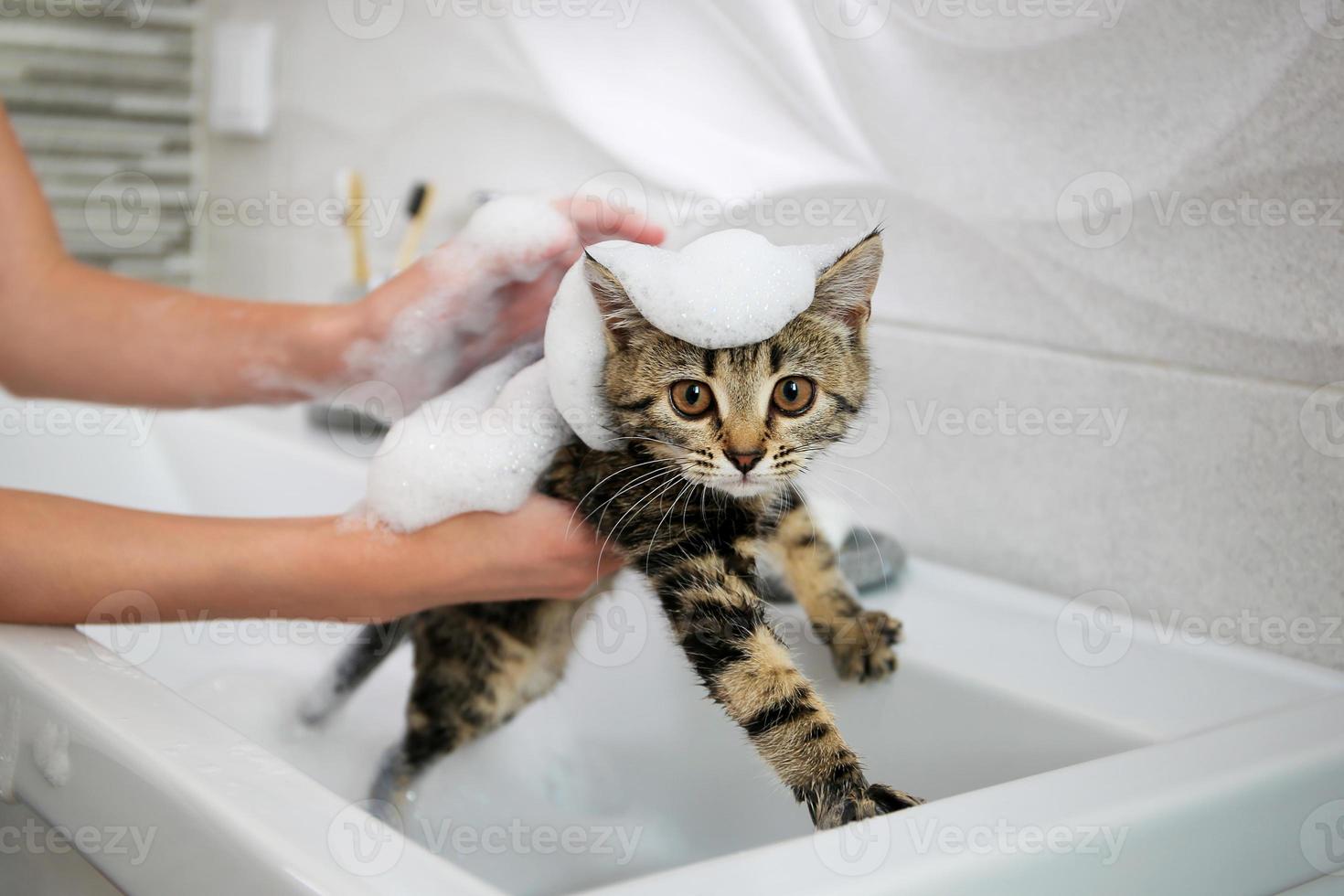 A woman bathes a cat in the sink. photo