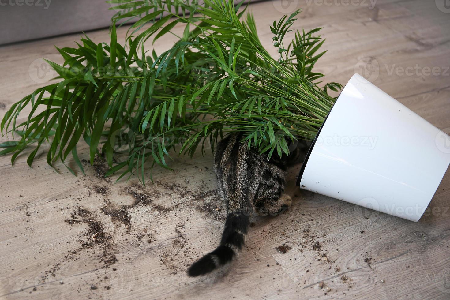 The cat overturned a pot with a flower on the floor. photo