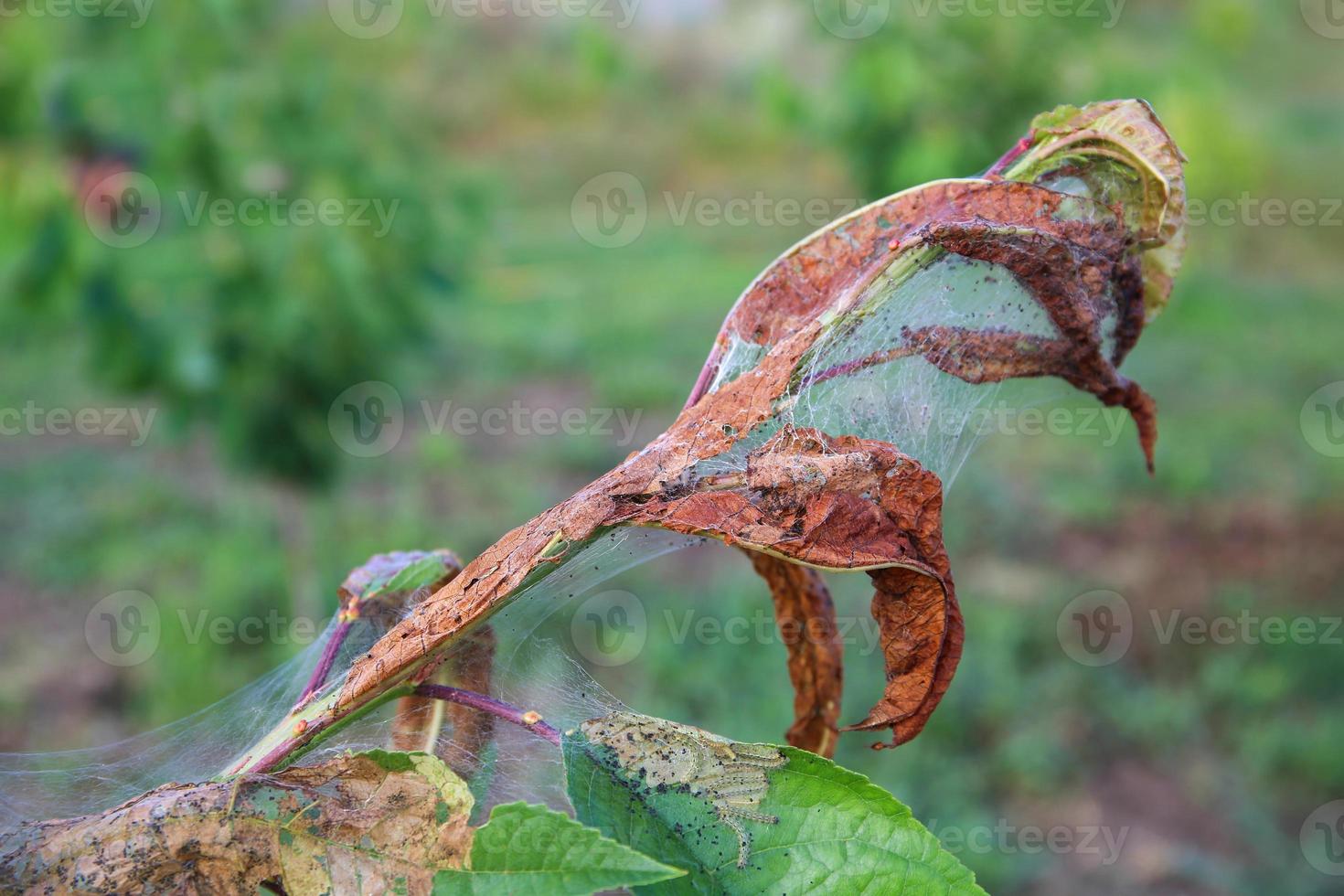 Cobwebs and caterpillars on the leaves of a tree. photo