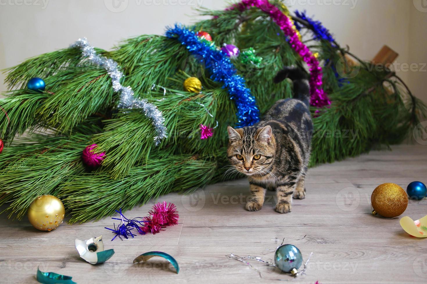 The cat filled up the Christmas tree for the New Year. Christmas tree toys were broken. photo