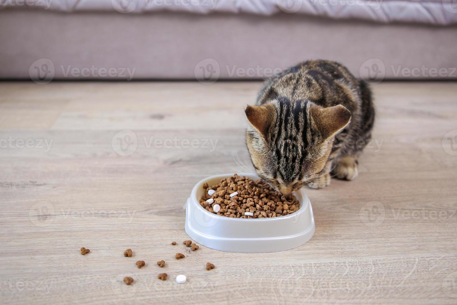 el gato come comida seca y pastillas de un bol. foto