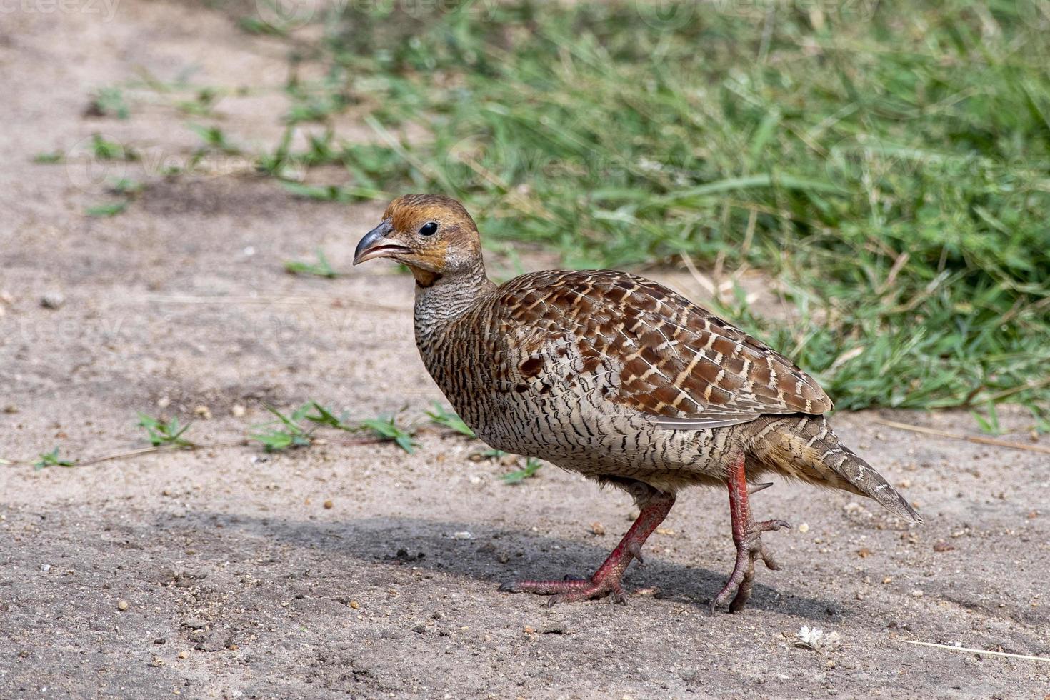 francolin gris u ortygornis pondicerianus observado en hampi en india foto