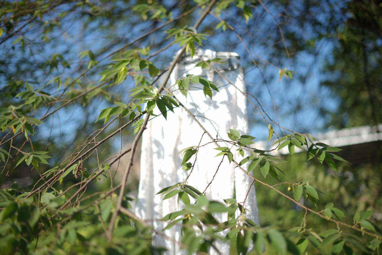 Beautiful White Wedding Dress Hanging in a Tree photo