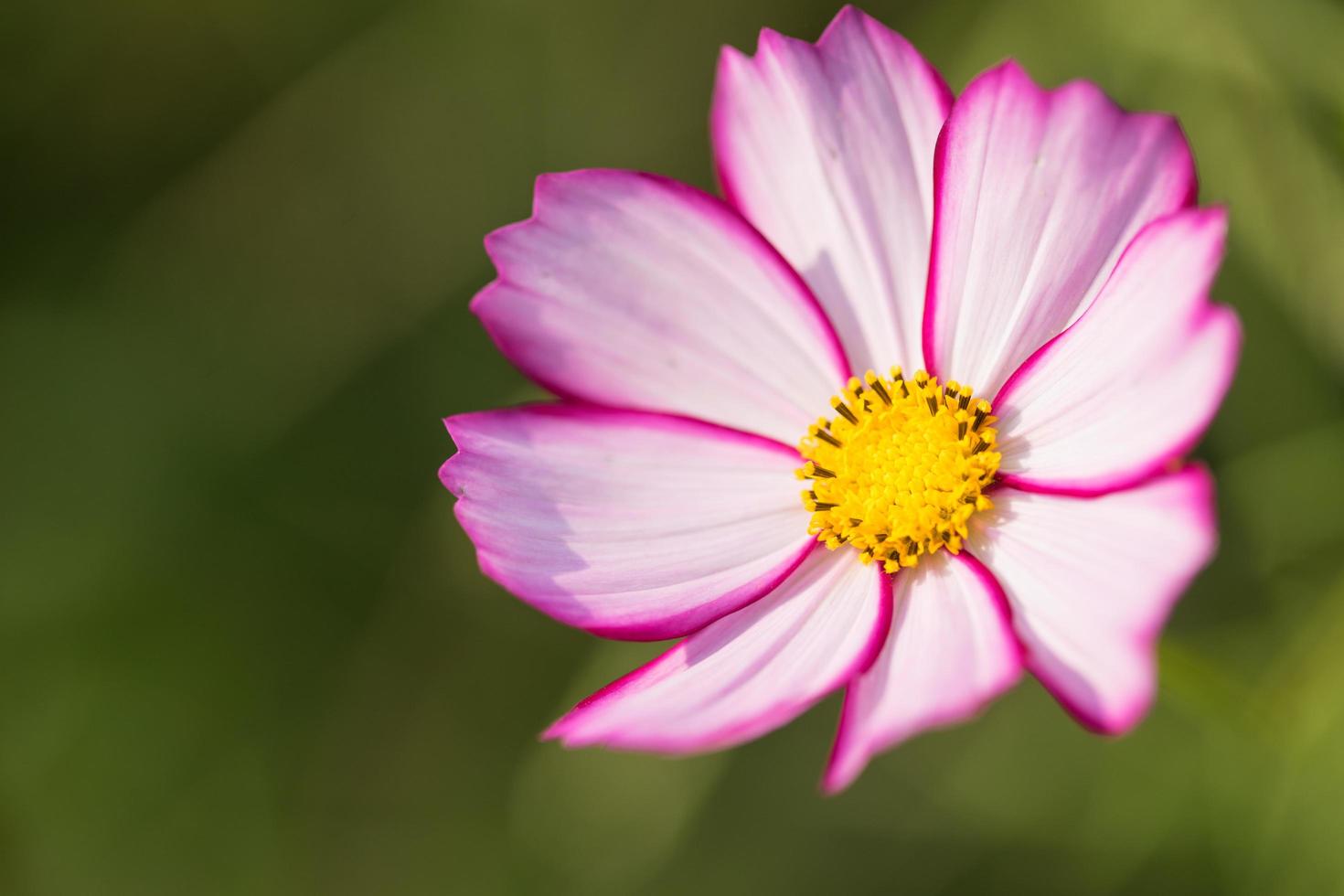 Close up cosmos flower photo