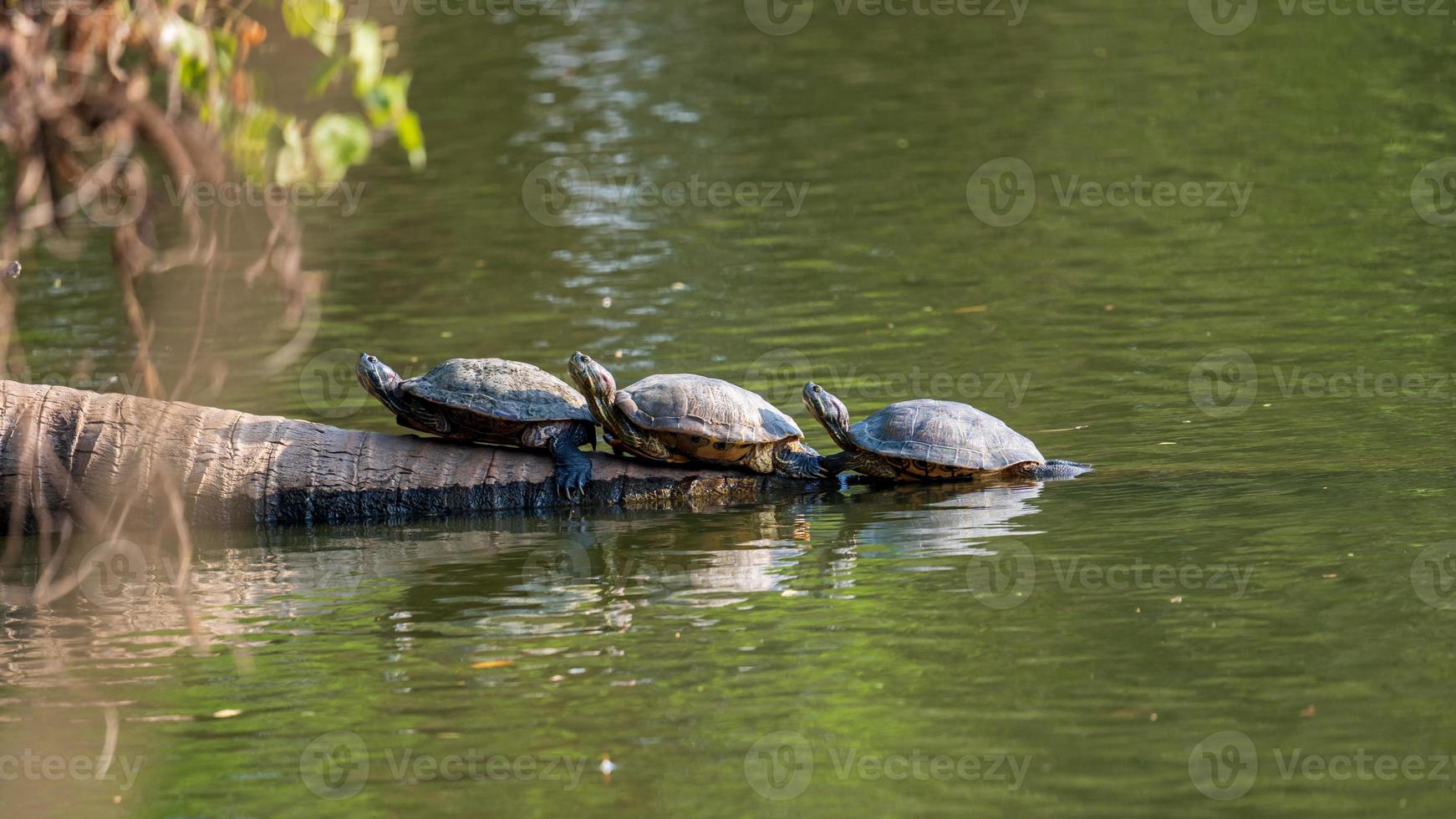 turtles perched on a branch photo