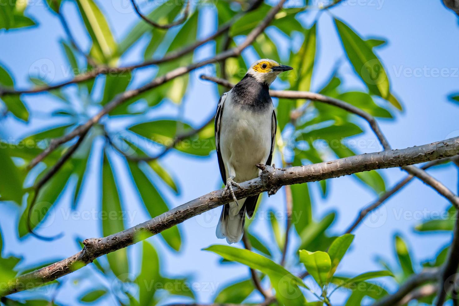 Asian Pied Starling perched on tree photo