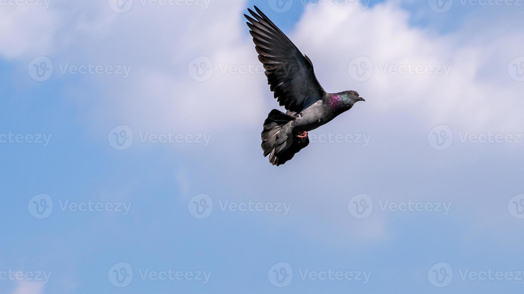 pigeon flying in the blue sky photo