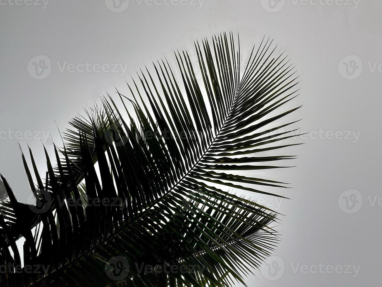 Foggy scenery rises coconut tree, and gray sky, with nature morning background concept. photo