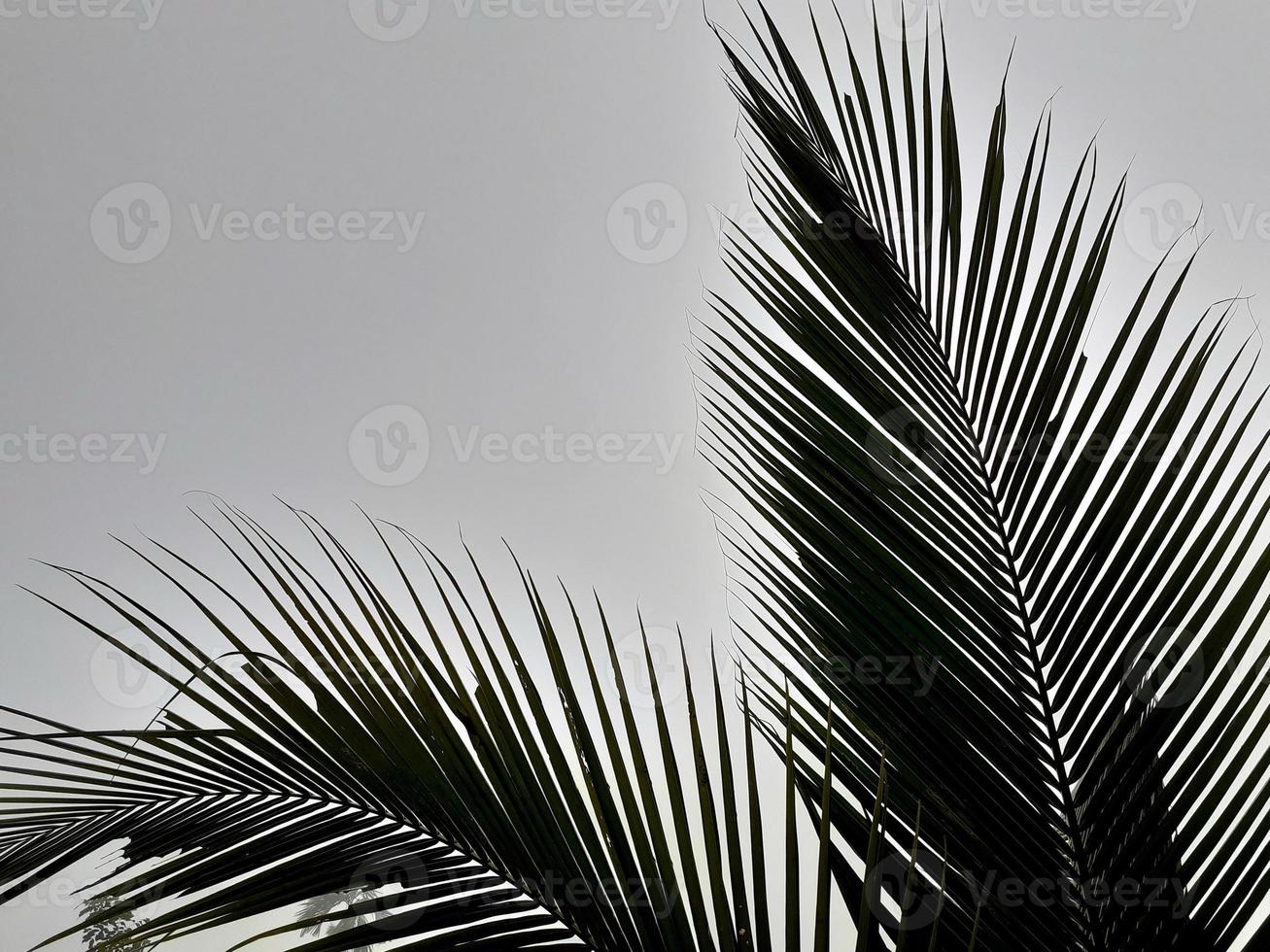 Foggy scenery rises coconut tree, and gray sky, with nature morning background concept. photo