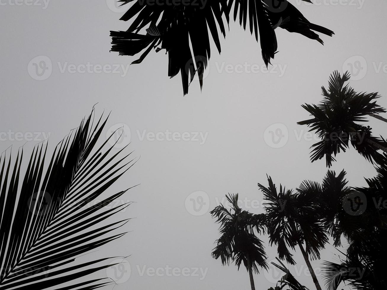 Foggy scenery rises from tall betel tree, coconut trees, and gray sky, with nature morning background concept. photo