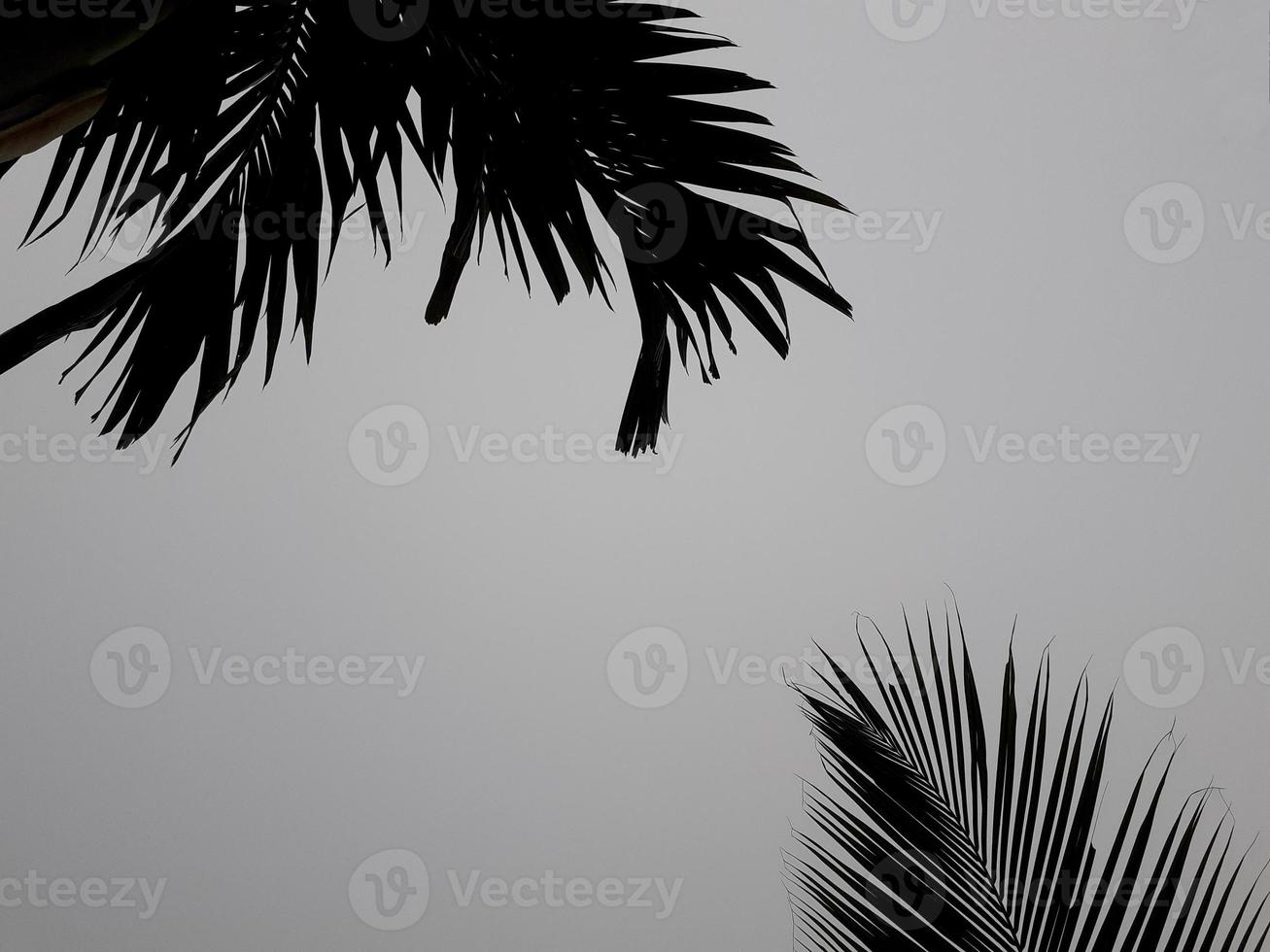 Foggy scenery rises from tall betel, coconut tree, and gray sky, with nature morning background concept. photo