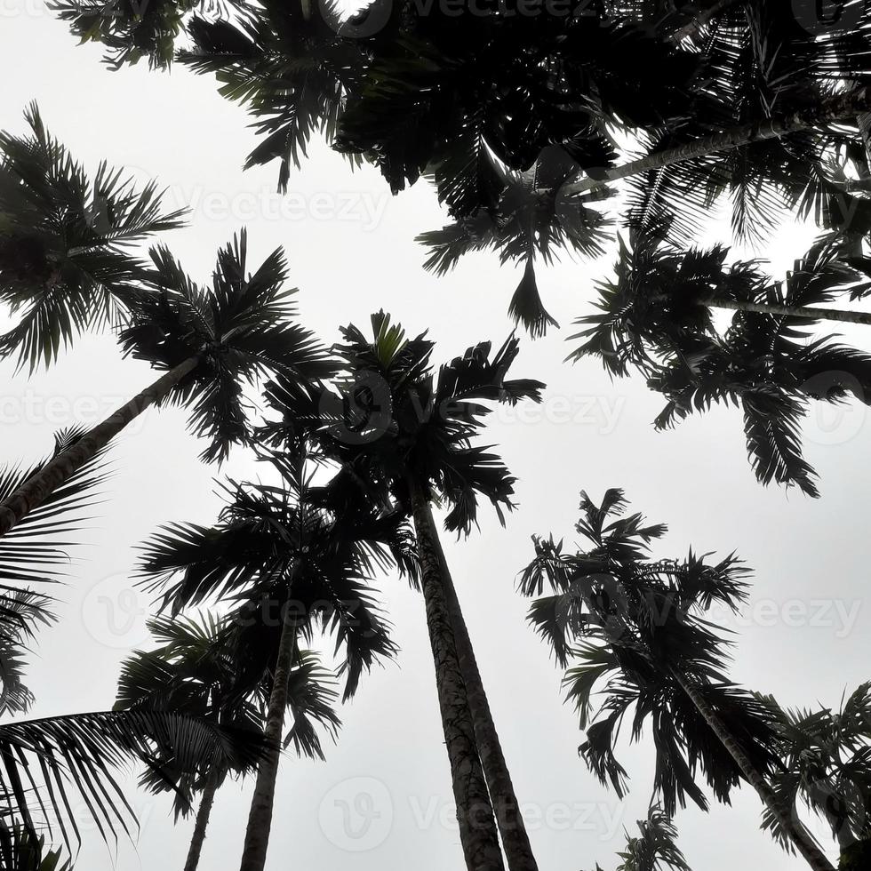 Foggy scenery rises from coconut, and betel trees, top view gray sky. Natural background isolated concept. photo
