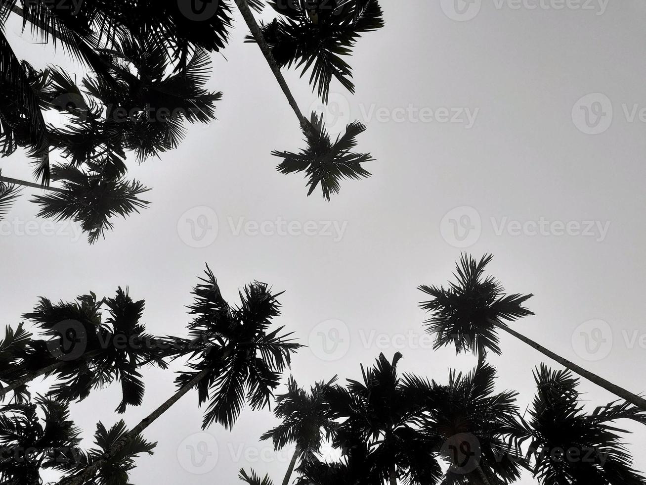 Foggy scenery rises from coconut, and betel trees, top view gray sky. Natural background isolated concept. photo