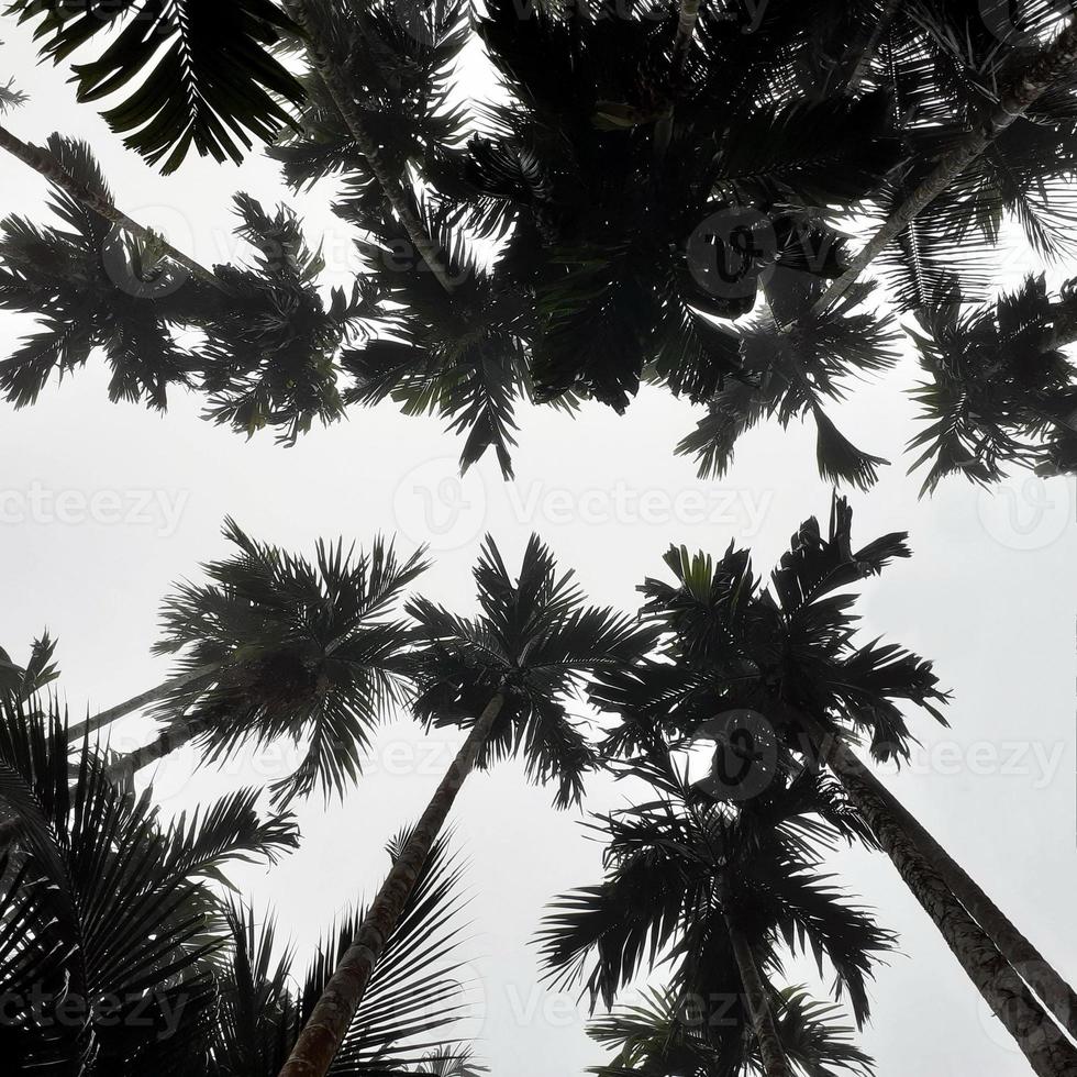 Foggy scenery rises from coconut, and betel trees, top view gray sky. Natural background isolated concept. photo