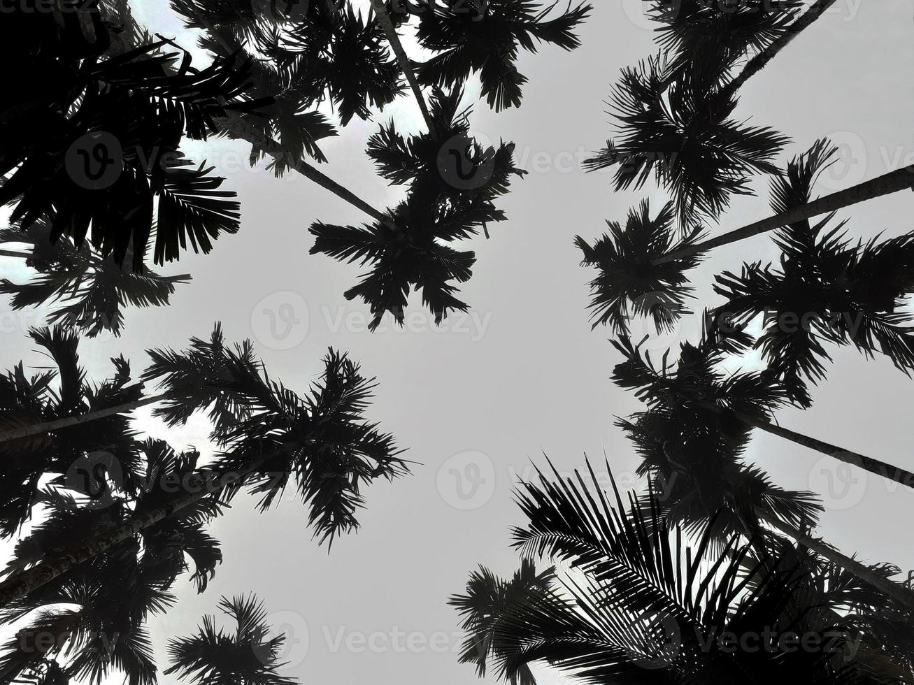 Foggy scenery rises from coconut, and betel trees, top view gray sky. Natural background isolated concept. photo
