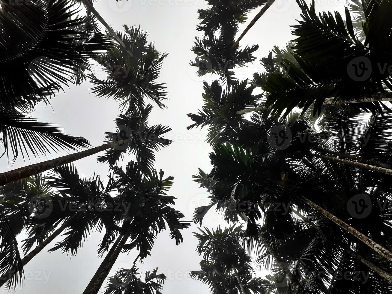 Foggy scenery rises from coconut, and betel trees, top view gray sky. Natural background isolated concept. photo