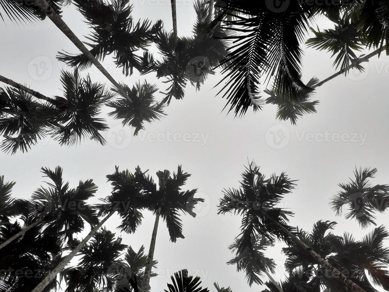Foggy scenery rises from coconut, and betel trees, top view gray sky. Natural background isolated concept. photo