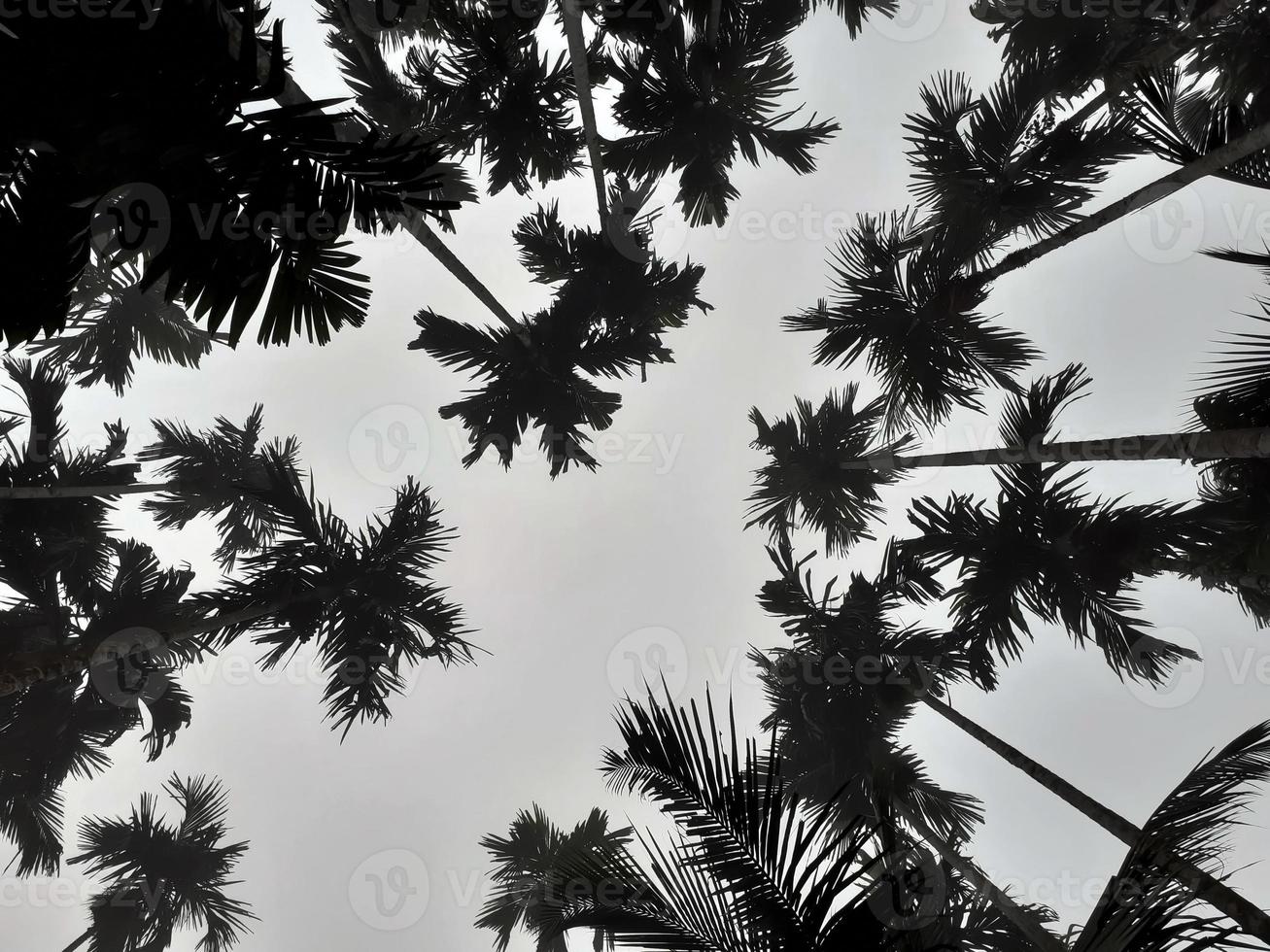 Foggy scenery rises from coconut, and betel trees, top view gray sky. Natural background isolated concept. photo