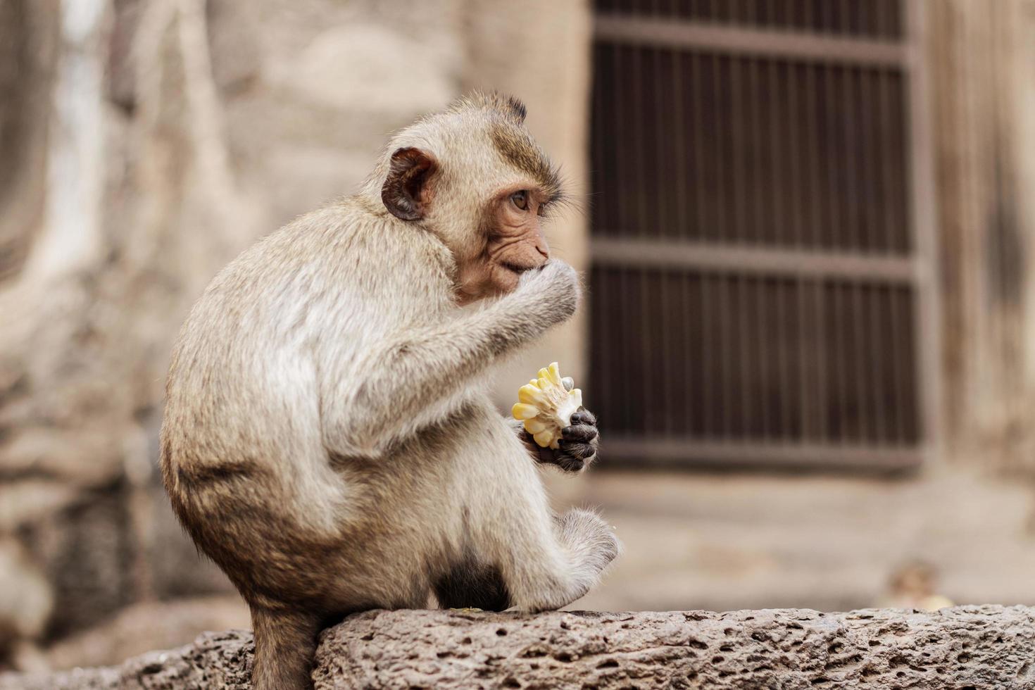 Monkey are eating food. photo