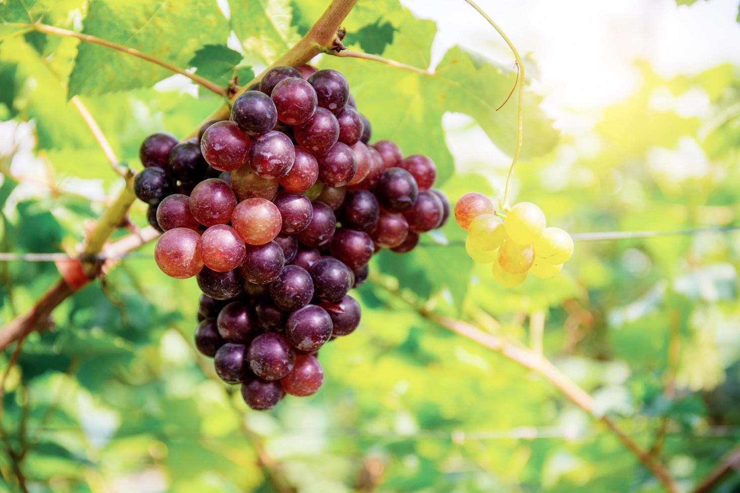 Red grapes on tree. photo