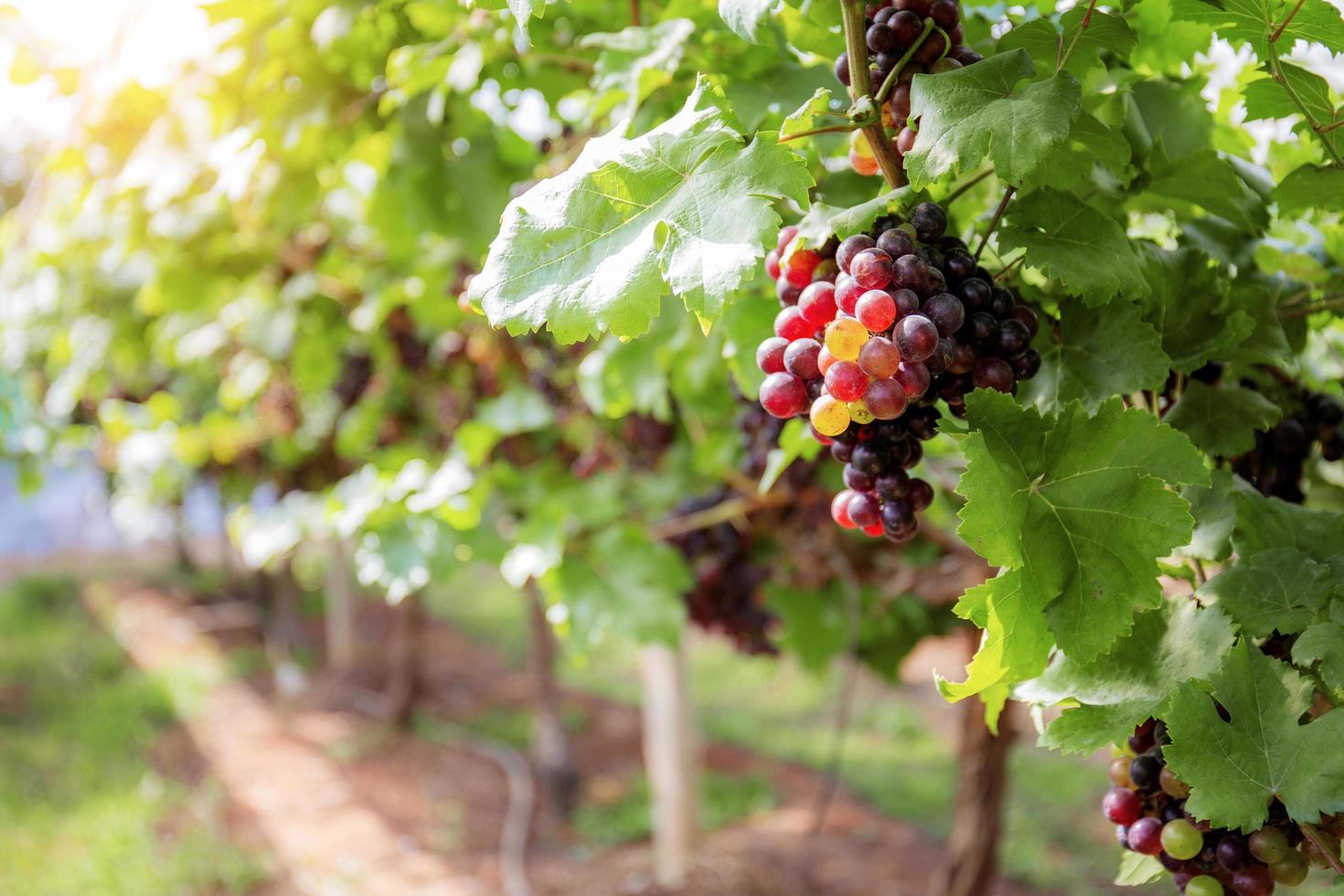 uvas rojas en la granja. foto